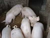 公猪, Крупная белая — 照片 1