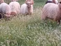 公羊, Racka sheep — 照片 3
