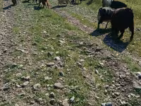 Cabras (lote, sexo no especificado), Cabras — foto 4