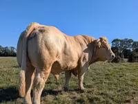 Bulle, Charolais cattle — Foto 2