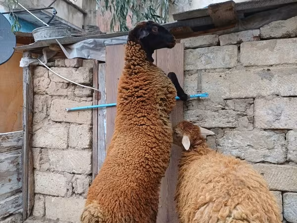 Kos, Blackheaded Persian sheep