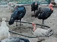 Turkeys — फ़ोटो 3