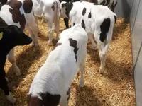 Bika, Limousin tehén — 7. fotó