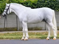 Caballo, Caballos — foto 3