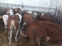 Taureau, Vache limousine — photo 5