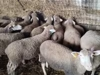 Juh, Ile-de-France sheep — 4. fotó