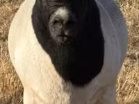 公羊, Dorper sheep — 照片 1