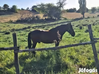 Caballo, Caballos — foto 1