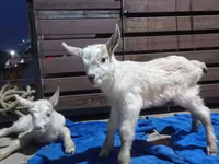 Nőstény kecske, Saanen goat — 3. fotó