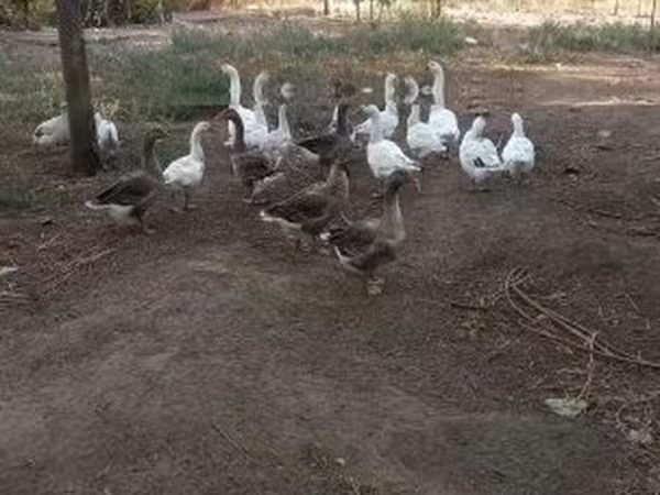 Geese — Hungary