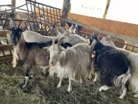 母山羊, Goats — 照片 7