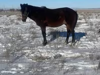 Koń, Kazakh horse — zdjęcie 1