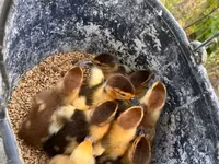 Ducks — Foto 1