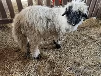 Qoç, Wallis Country sheep — foto 2