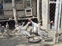Turkeys — 照片 1