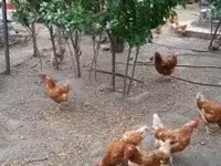 gallina danesa — foto 2