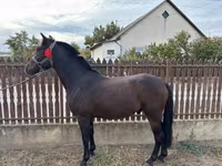 Cheval, Chevaux — photo 3