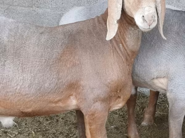 Carneiro, Arashan sheep