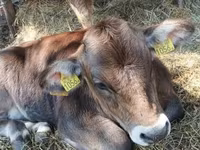 Bulle, Braune Karpatenrasse — Foto 2