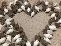 Quails — foto 1