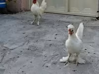 Chickens — zdjęcie 4