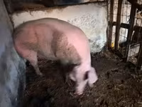 母猪, Pigs — 照片 1
