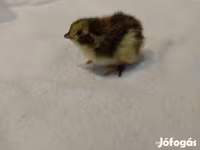 Quails — photo 1