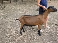 बकरी, Alpine goat — फ़ोटो 2
