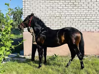 घोड़ा, Swedish warmblood horse — फ़ोटो 5