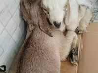 Koń, Konie — zdjęcie 2
