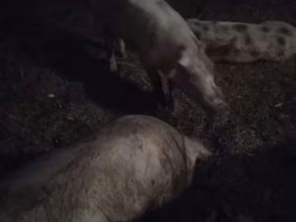 Boar, Pigs — Hungary