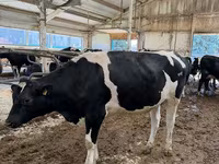 Tehén, Holstein fajta — 3. fotó