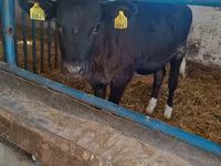 Tehén, Aberdeen-Angus — 3. fotó