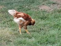 Chickens — 7. fotó