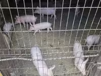 Pigs (batch, sex not specified), Крупная белая — photo 3