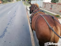 घोड़ी, Hungarian horse breed — फ़ोटो 4
