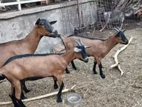 عنزة, Alpine goat — الصورة 4