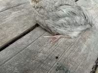 Quails — الصورة 6