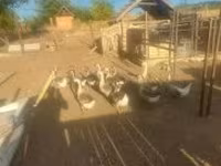 Geese — الصورة 2