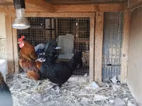 Chickens — 3. fotó