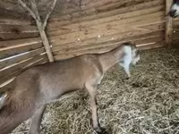 母山羊, Nubian Goat — 照片 1
