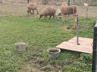 Schaf, Schafe — Foto 1