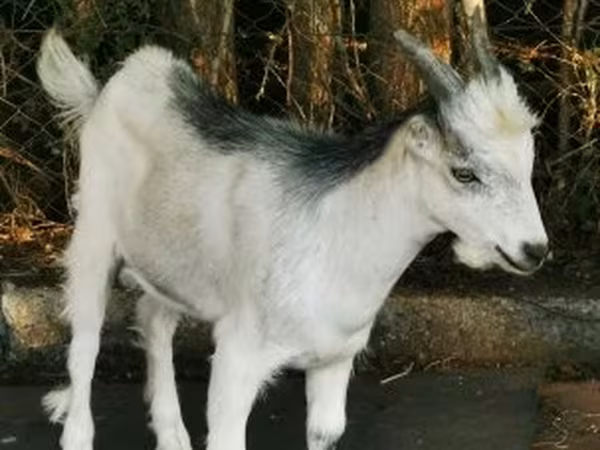 Козёл, Козлы