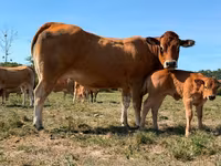 Tehén, Partenaise cattle — 2. fotó