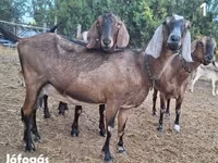 Ziege, Nubian Goat — Foto 1