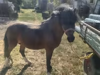 公马, Horses — 照片 3