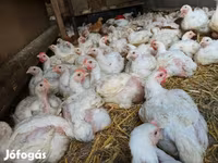 Chickens — foto 3