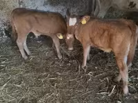 Bika, Limousin tehén — 3. fotó