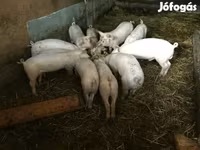 Schweine (Partie, Geschlecht nicht angegeben), Schweine — Foto 2
