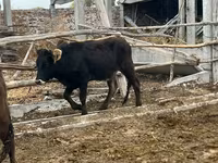 Vache, Aberdeen-Angus — photo 8